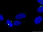 gamma tubulin Antibody in Immunocytochemistry (ICC/IF)