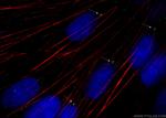 gamma tubulin Antibody in Immunocytochemistry (ICC/IF)