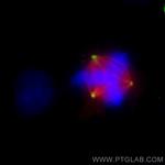 gamma tubulin Antibody in Immunocytochemistry (ICC/IF)