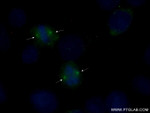 gamma tubulin Antibody in Immunocytochemistry (ICC/IF)