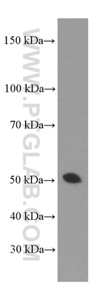 gamma tubulin Antibody in Western Blot (WB)