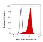 Fascin Antibody in Flow Cytometry (Flow)