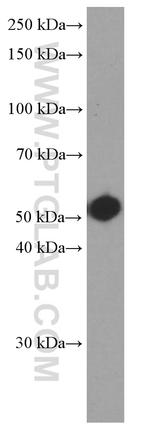 Fascin Antibody in Western Blot (WB)