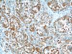 Glutamine synthetase Antibody in Immunohistochemistry (Paraffin) (IHC (P))