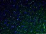 Glutamine synthetase Antibody in Immunohistochemistry (PFA fixed) (IHC (PFA))