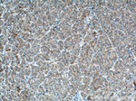 Glutamine synthetase Antibody in Immunohistochemistry (Paraffin) (IHC (P))