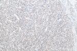 Glutamine Synthetase Antibody in Immunohistochemistry (Paraffin) (IHC (P))