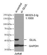 Glutamine Synthetase Antibody in Western Blot (WB)