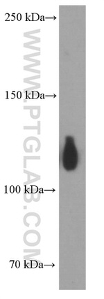 TRIM24 Antibody in Western Blot (WB)