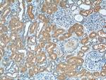 VPS37A Antibody in Immunohistochemistry (Paraffin) (IHC (P))