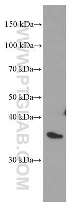 SFRP2 Antibody in Western Blot (WB)