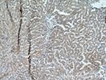 SRD5A1 Antibody in Immunohistochemistry (Paraffin) (IHC (P))