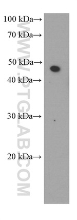 SMYD3 Antibody in Western Blot (WB)