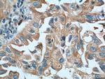 IGSF2 Antibody in Immunohistochemistry (Paraffin) (IHC (P))