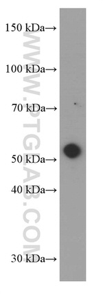 MMP3 Antibody in Western Blot (WB)