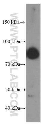 BCL6 Antibody in Western Blot (WB)