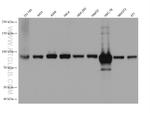 PLOD2 Antibody in Western Blot (WB)