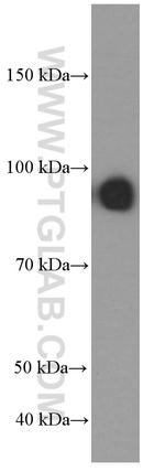 PLOD2 Antibody in Western Blot (WB)