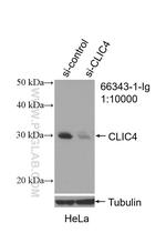 CLIC4 Antibody in Western Blot (WB)