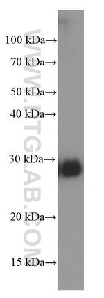 CLIC4 Antibody in Western Blot (WB)