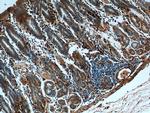 Annexin A1 Antibody in Immunohistochemistry (Paraffin) (IHC (P))