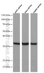 Annexin A1 Antibody in Western Blot (WB)