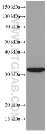 Annexin A1 Antibody in Western Blot (WB)