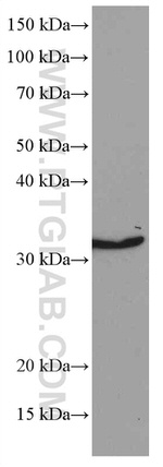 Annexin A1 Antibody in Western Blot (WB)