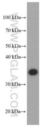 Annexin A1 Antibody in Western Blot (WB)