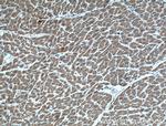 VDAC1/Porin Antibody in Immunohistochemistry (Paraffin) (IHC (P))