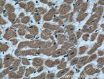 VDAC1/Porin Antibody in Immunohistochemistry (Paraffin) (IHC (P))