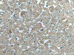 VDAC1/Porin Antibody in Immunohistochemistry (Paraffin) (IHC (P))