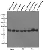 VDAC1/Porin Antibody in Western Blot (WB)