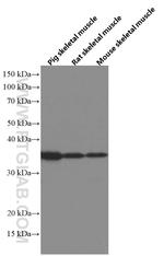 SIX2 Antibody in Western Blot (WB)