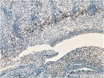 SIX2 Antibody in Immunohistochemistry (Paraffin) (IHC (P))