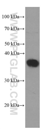 SIX2 Antibody in Western Blot (WB)