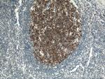 TLR4 Antibody in Immunohistochemistry (Paraffin) (IHC (P))