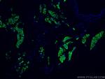 COX2/ Cyclooxygenase 2 Antibody in Immunohistochemistry (PFA fixed) (IHC (PFA))