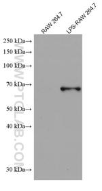 COX2/ Cyclooxygenase 2 Antibody in Western Blot (WB)