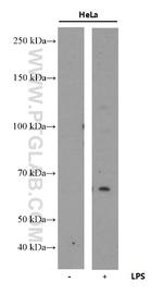 COX2/ Cyclooxygenase 2 Antibody in Western Blot (WB)