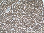 CBLB Antibody in Immunohistochemistry (Paraffin) (IHC (P))