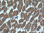 CBLB Antibody in Immunohistochemistry (Paraffin) (IHC (P))