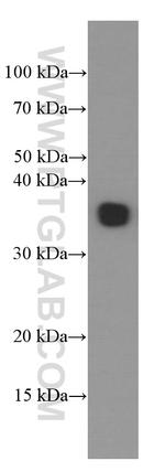 EBI3 Antibody in Western Blot (WB)