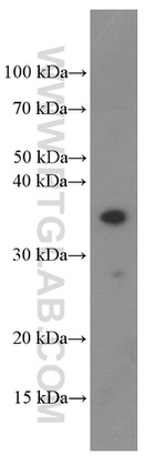 EBI3 Antibody in Western Blot (WB)