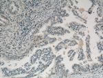 Cyclin D3 Antibody in Immunohistochemistry (Paraffin) (IHC (P))