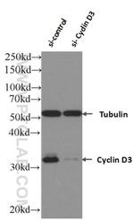 Cyclin D3 Antibody in Western Blot (WB)