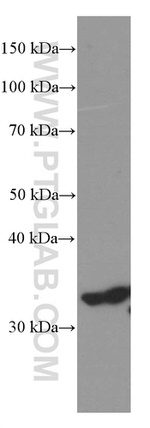 Cyclin D3 Antibody in Western Blot (WB)