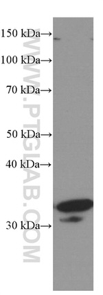 Cyclin D3 Antibody in Western Blot (WB)