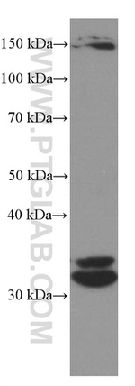 Cyclin D3 Antibody in Western Blot (WB)