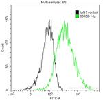 ACTH Antibody in Flow Cytometry (Flow)